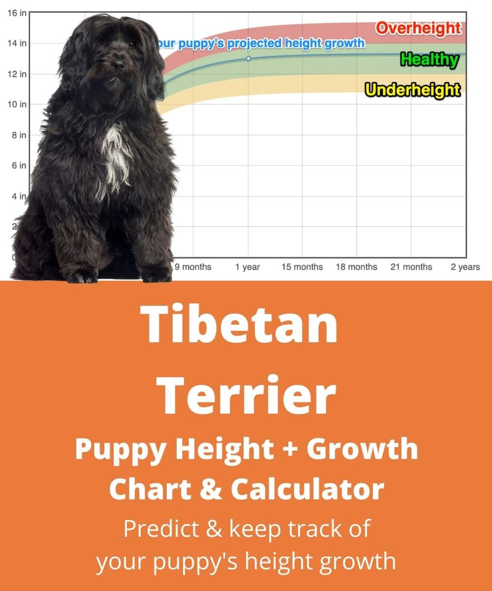 tibetan-terrier Puppy height Growth Chart tibetan-terrier Puppy height Growth Chart